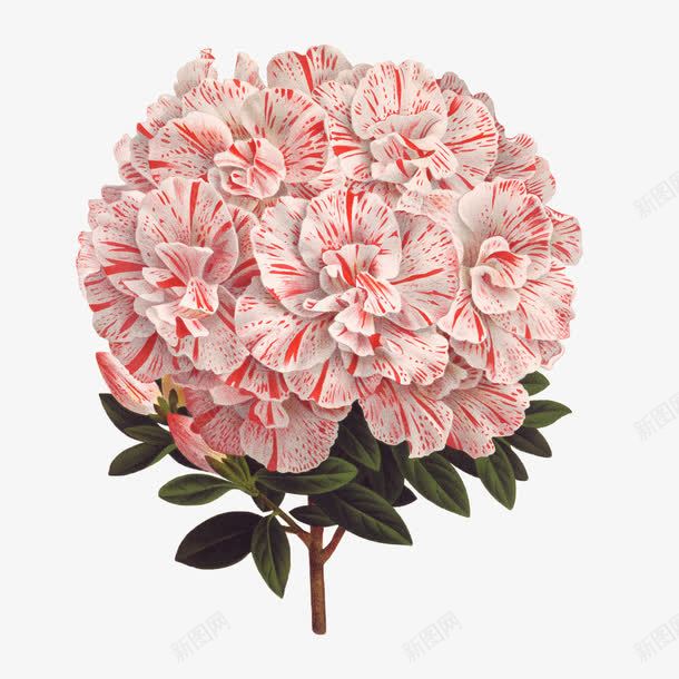 创意花卉背景元素png免抠素材_新图网 https://ixintu.com 创意花卉图片 唯美背景图片 手绘花朵 花卉图案 鲜花图片 鲜花边框