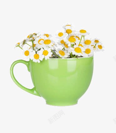长在茶杯里面的花png免抠素材_新图网 https://ixintu.com 唯美 小雏菊 翠绿