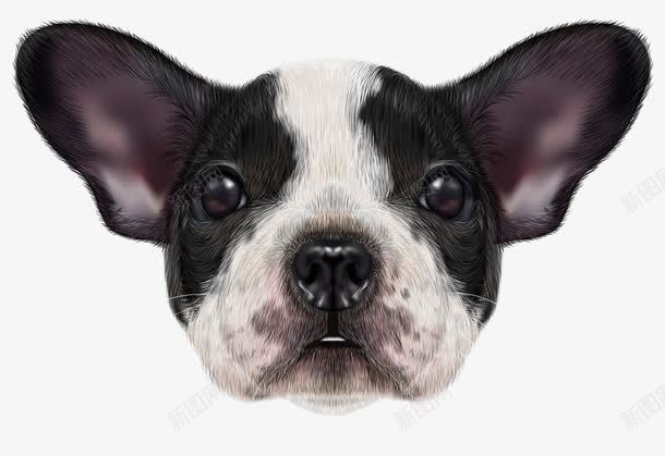 卡通手绘可爱逼真斗牛犬png免抠素材_新图网 https://ixintu.com 卡通的动物