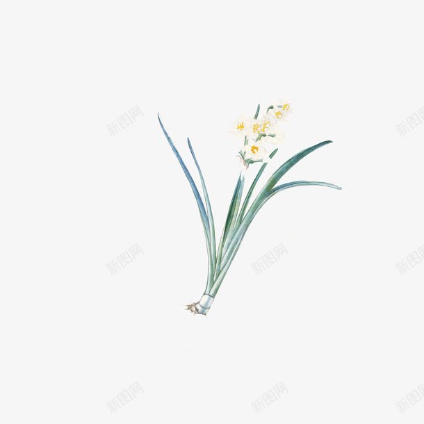 蓝色水仙花png免抠素材_新图网 https://ixintu.com 国画风 手绘水仙 手绘水仙花 植物 花朵 蓝色 装饰