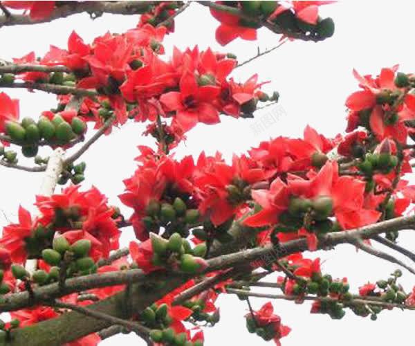 红红火火木棉花png免抠素材_新图网 https://ixintu.com 木棉 木棉树 木棉花 木棉花树 植物 红色 花朵