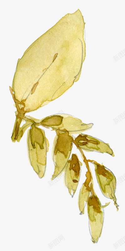 复古中国风水彩植物画png免抠素材_新图网 https://ixintu.com 中国风 叶子 植物画 水彩画