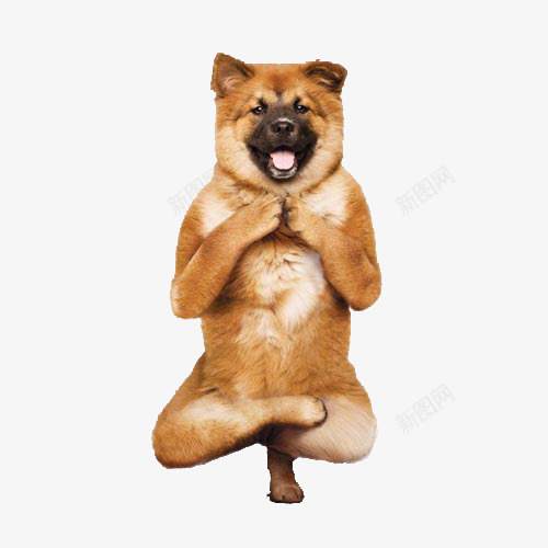 练功的狗png免抠素材_新图网 https://ixintu.com 站立 运动 黄色