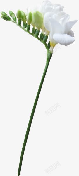 绿枝干白花png免抠素材_新图网 https://ixintu.com png素材 白花 绿枝干