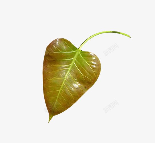 一片菩提树png免抠素材_新图网 https://ixintu.com 一片 叶子 植物 菩提叶 菩提树 菩提树叶