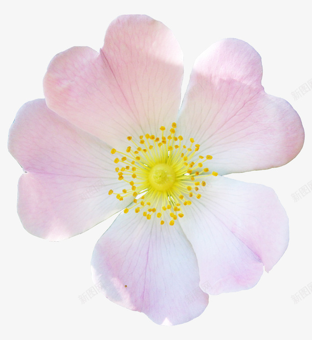 植物花草花草pspng免抠素材_新图网 https://ixintu.com ps花草素材 卡通装饰素材 植物花草素材 花草画 花草素材