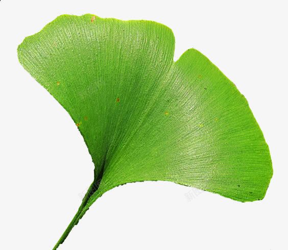 植物png免抠素材_新图网 https://ixintu.com 卡通手绘 叶子 水彩 绿叶 银杏叶