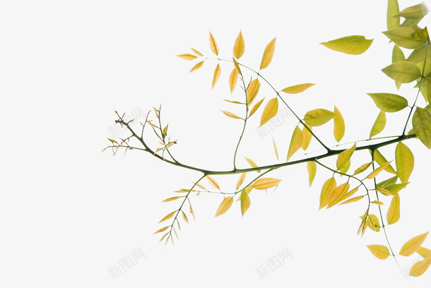 绿色清新树枝装饰图案png免抠素材_新图网 https://ixintu.com 免抠PNG 树枝 清新 绿色 装饰图案