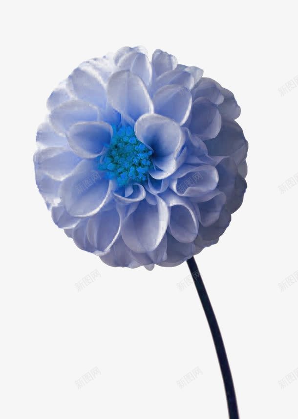 漂亮的蓝紫色大丽花png免抠素材_新图网 https://ixintu.com 紫色 纹理 背景 花朵 装饰