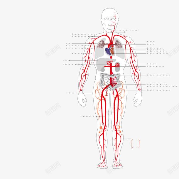 人体穴位图png免抠素材_新图网 https://ixintu.com 人体 人体穴位 穴位