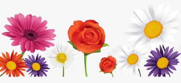 花朵雏菊玫瑰图png免抠素材_新图网 https://ixintu.com 玫瑰 花朵 雏菊