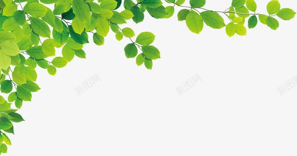 夏日海报绿叶效果摄影png免抠素材_新图网 https://ixintu.com 夏日 摄影 效果 海报 绿叶