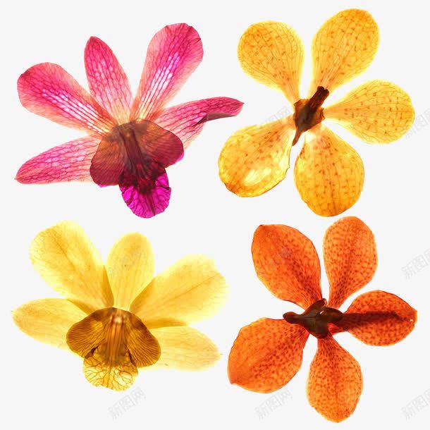 彩色干花标本png免抠素材_新图网 https://ixintu.com 复古干花 干枯 干花 彩色 标本 植物 花卉