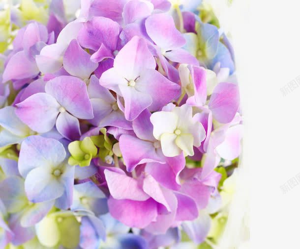 淡紫色花海png免抠素材_新图网 https://ixintu.com 紫色 花 花海