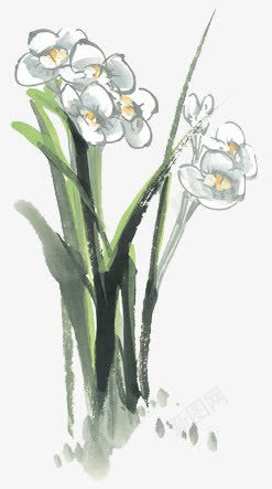 水仙花png免抠素材_新图网 https://ixintu.com 手绘 水仙花 水彩 绿白