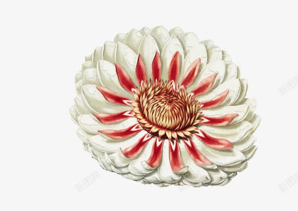 白色花瓣红色花心png免抠素材_新图网 https://ixintu.com 白色 红色 花心 花瓣