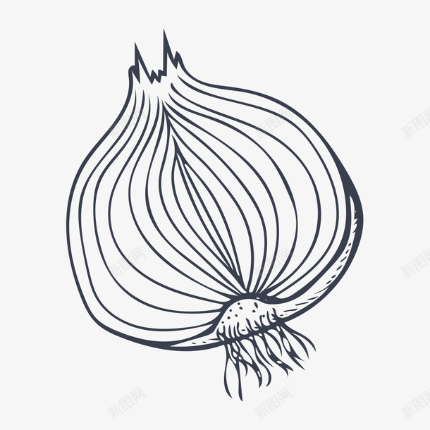 手绘洋葱png免抠素材_新图网 https://ixintu.com 手绘画 洋葱 矢量装饰 蔬菜 装饰