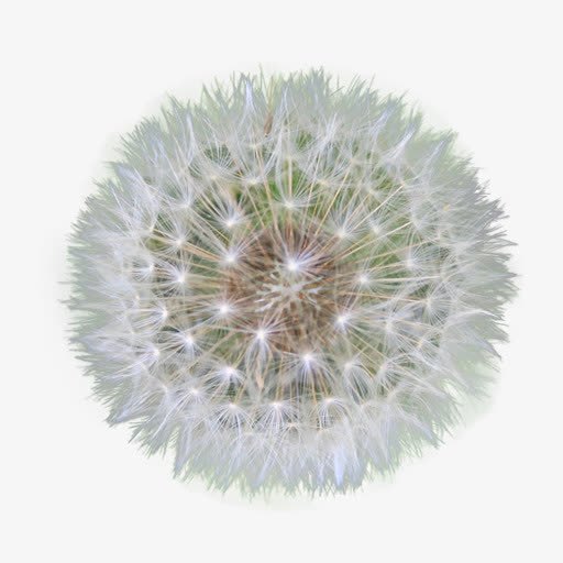 蒲公英png免抠素材_新图网 https://ixintu.com 唯美 浪漫 花卉 蒲公英