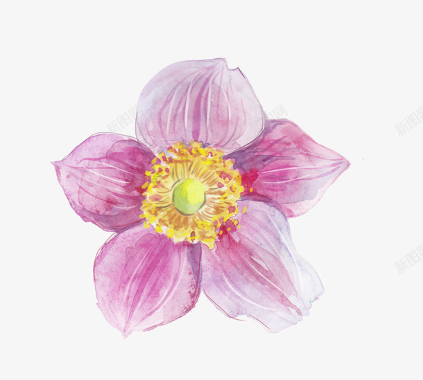 紫红色花朵png免抠素材_新图网 https://ixintu.com 手绘花朵 紫红色 花卉 花瓣