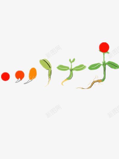 植物生长过程手绘png免抠素材_新图网 https://ixintu.com 卡通 植物 种子