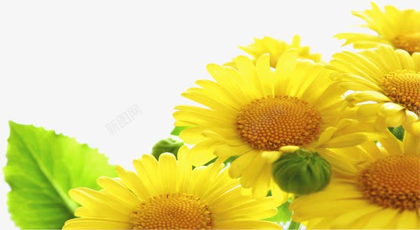 黄色花朵效果夏日卡通png免抠素材_新图网 https://ixintu.com 卡通 夏日 效果 花朵 黄色