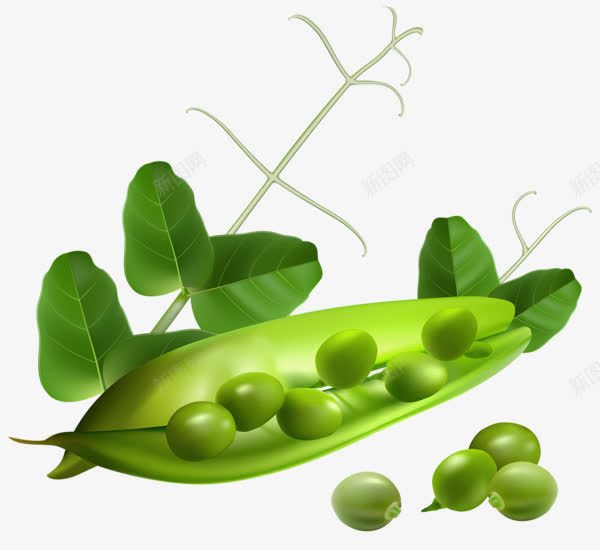 豌豆荚绿叶png免抠素材_新图网 https://ixintu.com 绿叶 豌豆 豌豆荚