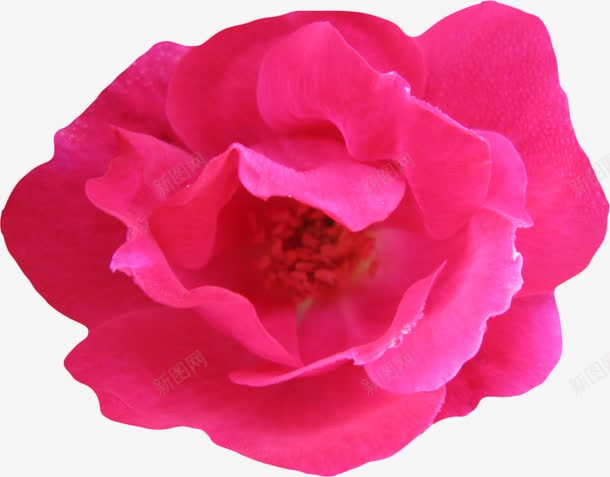 植物花卉花束png免抠素材_新图网 https://ixintu.com 唯美 手绘花朵 手绘鲜花 抽象花朵 花束图片 鲜花 鲜花图片