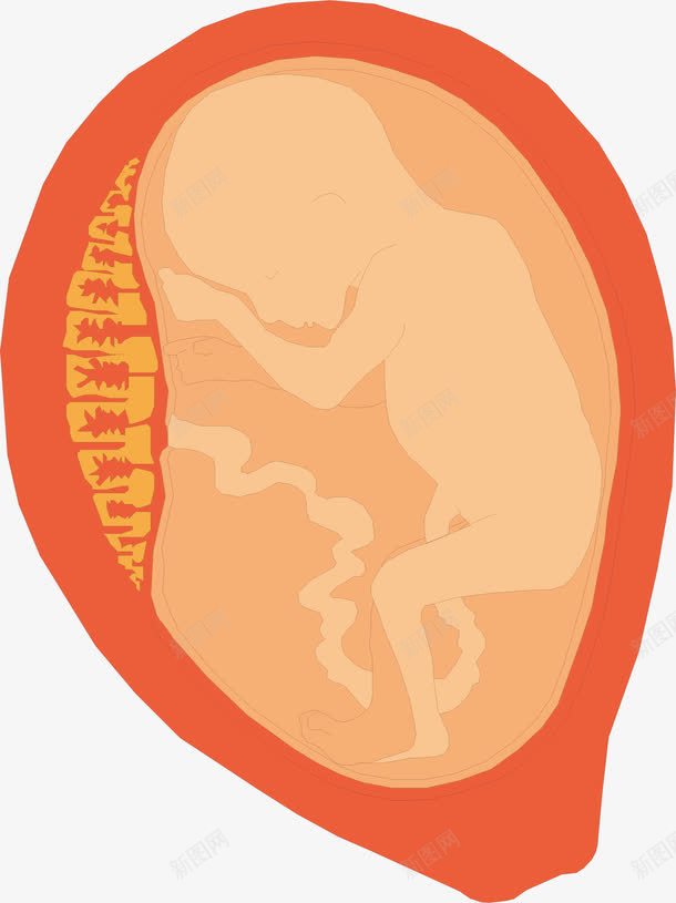 人体子宫png免抠素材_新图网 https://ixintu.com 人体器官 人体子宫 医疗健康 医疗内脏 医疗卡通 医疗器械 医疗科技 医疗科研