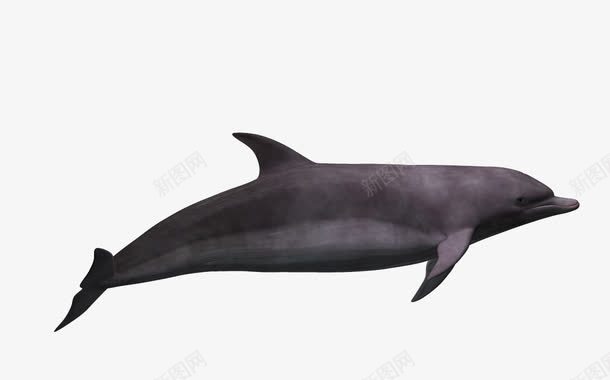 卡通鱼海洋png免抠素材_新图网 https://ixintu.com 3d卡通鱼 卡通鱼 海洋生物 自然 鱼