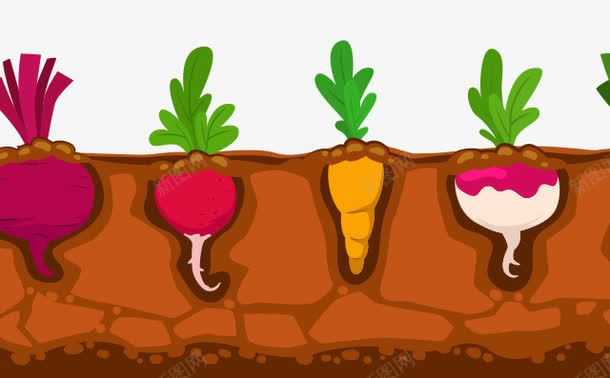 种植胡萝卜png免抠素材_新图网 https://ixintu.com 种植 萝卜 蔬菜 食物
