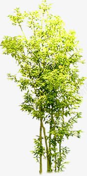 嫩绿园林植物美景png免抠素材_新图网 https://ixintu.com 园林 嫩绿 植物 美景