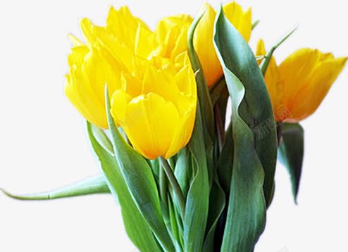 郁金香花束png免抠素材_新图网 https://ixintu.com 有香味 清新 绿色叶子 黄色