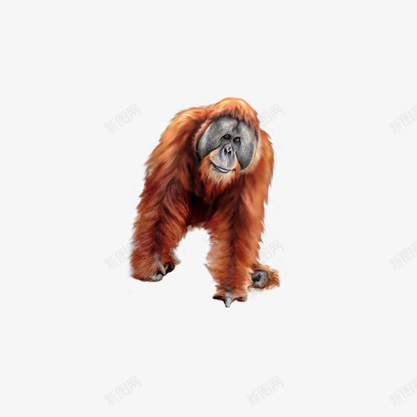 猩猩png免抠素材_新图网 https://ixintu.com 手绘 棕色 油画猩猩 红色猩猩