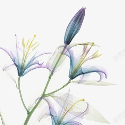 白色花朵png免抠素材_新图网 https://ixintu.com 小花 清新 白花 花朵免扣元素 花朵插画