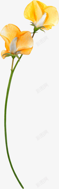 花草ps手绘花草png免抠素材_新图网 https://ixintu.com 卡通装饰图片 水彩花卉 装饰卡通 装饰图片 鲜花花卉