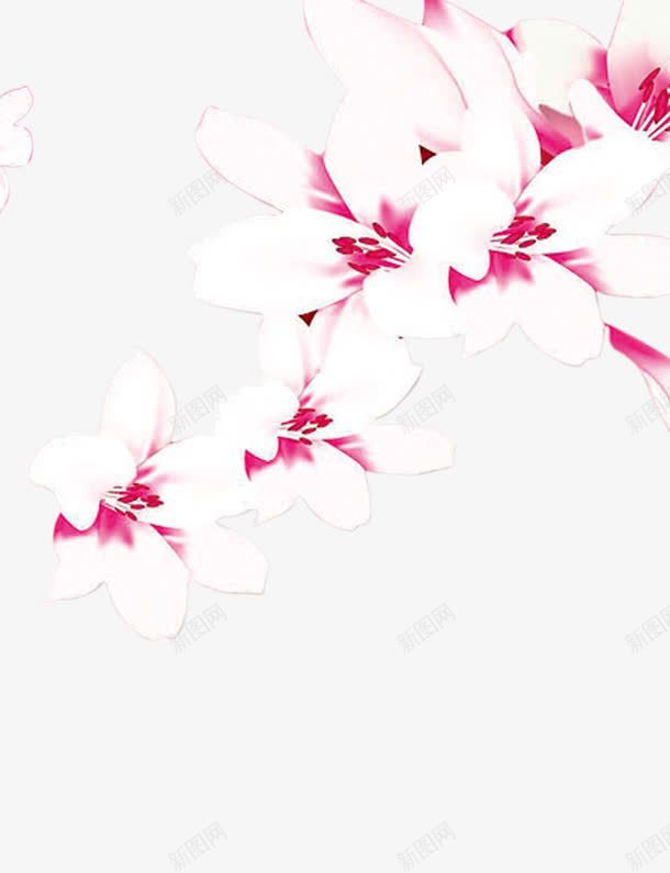 红白色的花png免抠素材_新图网 https://ixintu.com 手绘 白色 红色 花