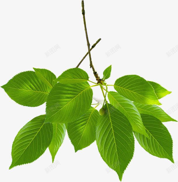 春天绿色光效植物png免抠素材_新图网 https://ixintu.com 春天 植物 色光