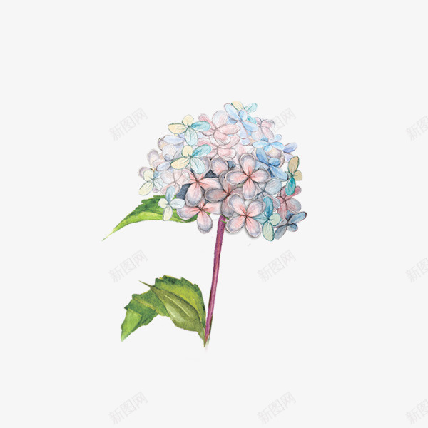手绘绣球花psd免抠素材_新图网 https://ixintu.com 卡通 叶子 手绘 水彩 鲜花