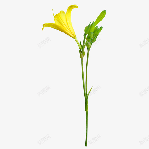 黄花png免抠素材_新图网 https://ixintu.com 植物 花卉 鲜花 黄花