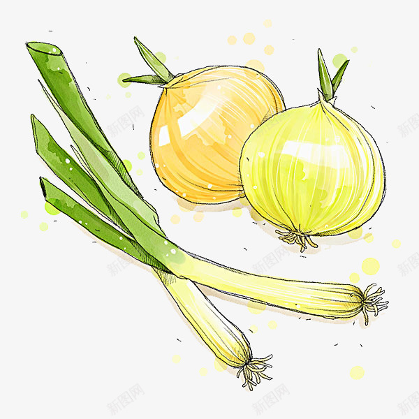 蔬菜葱类png免抠素材_新图网 https://ixintu.com 做菜 圆形葱 手绘图 插图 洋葱 葱 蔬菜 长形葱