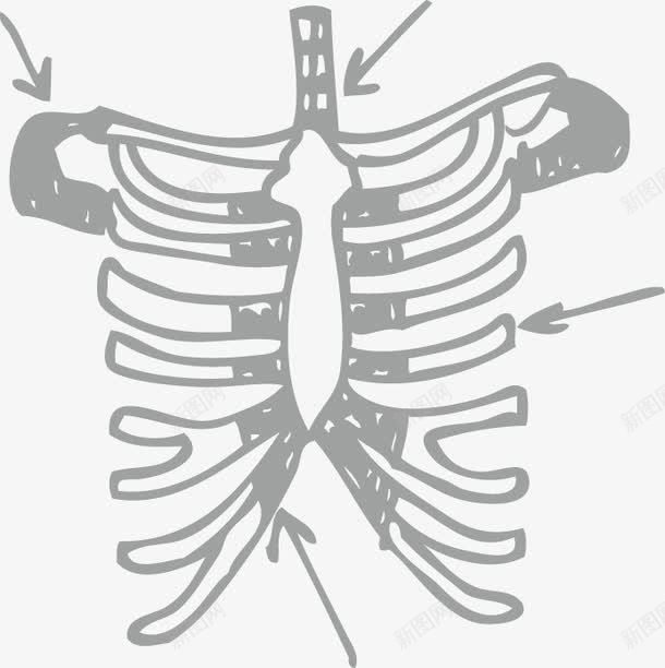 人体骨骼png免抠素材_新图网 https://ixintu.com 人体 矢量素材 矢量骨骼 骨骼