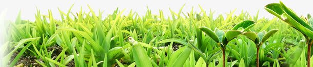 希望的原野png免抠素材_新图网 https://ixintu.com 原野 希望 绿色 青草