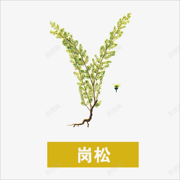 草药png免抠素材_新图网 https://ixintu.com 中药 岗松 本草纲目 药材