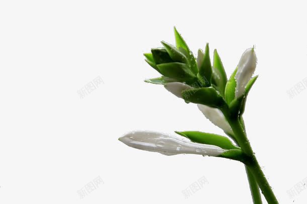 一枝小白花png免抠素材_新图网 https://ixintu.com 一枝 白色 白花 绿径