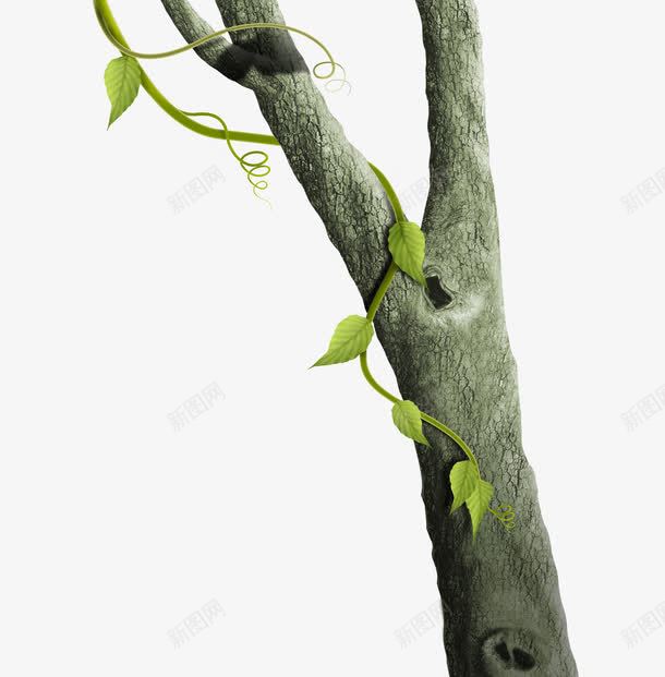新鲜的嫩芽png免抠素材_新图网 https://ixintu.com 新鲜的嫩芽 新鲜的嫩芽元素 新鲜的嫩芽图 老树逢春