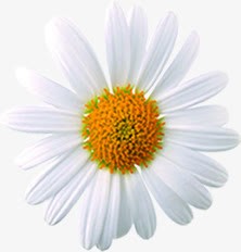 春天白色清新装饰雏菊png免抠素材_新图网 https://ixintu.com 春天 清新 白色 装饰