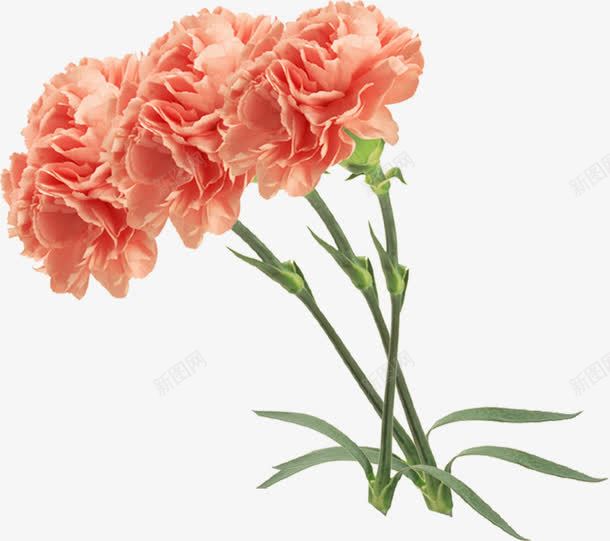 三朵鲜花康乃馨花朵png免抠素材_新图网 https://ixintu.com 康乃馨 花朵 鲜花