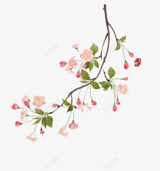 水彩鲜花png免抠素材_新图网 https://ixintu.com 卡通 手绘 水彩 粉色 绿叶 装饰 鲜花