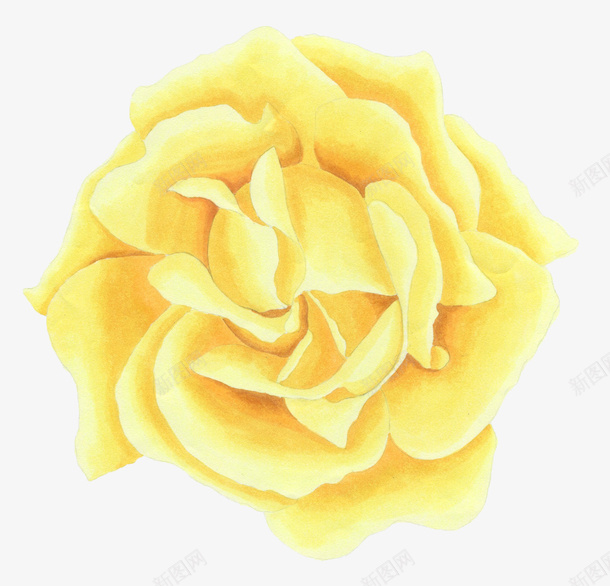 水彩手绘鲜花png免抠素材_新图网 https://ixintu.com 手绘 水彩 水彩手绘鲜花 花儿 花朵 鲜花 黄色