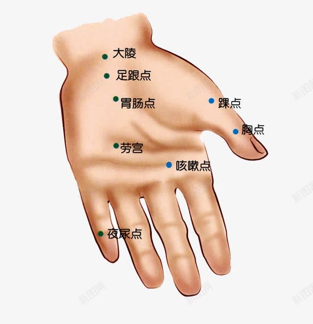 人体手部正面穴位png免抠素材_新图网 https://ixintu.com 中医 人体 人体穴位 养生 手部 正面 穴位